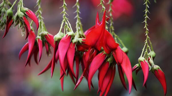 Científicos predicen el riesgo de extinción de todas las plantas con IA