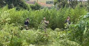 Diario HOY | Destruyen 4.500 kilos de supuesta marihuana en etapa de cosecha