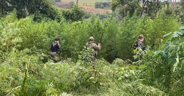 Diario HOY | Destruyen 4.500 kilos de supuesta marihuana en etapa de cosecha