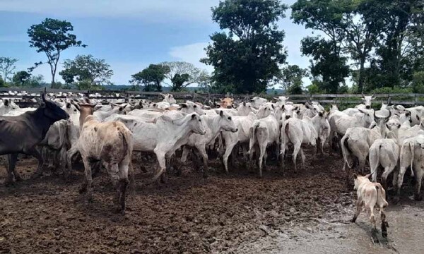 Abigeos tomaron de rehén a trabajadores de estancia en San Pedro del Ycuamandyyú – Prensa 5