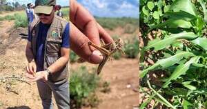 Diario HOY | Declaran emergencia fitosanitaria en el Chaco por invasión de langostas