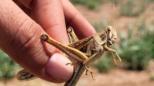 Senave declara emergencia fitosanitaria en el Chaco por alta presencia de langostas