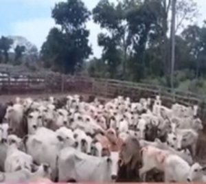 Toman de rehén a trabajadores de una estancia - Paraguay.com