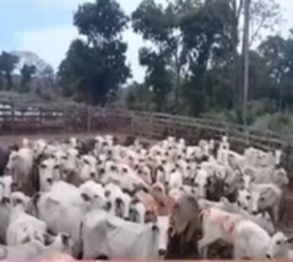 Toman de rehén a trabajadores de una estancia - Paraguay.com