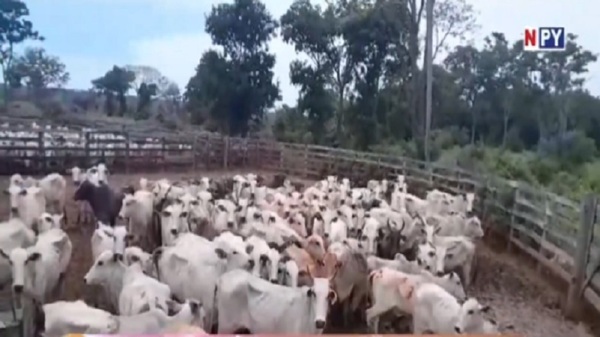 San Pedro del Ycuamandyyú: Toman de rehén a trabajadores para robar ganado - Noticias Paraguay