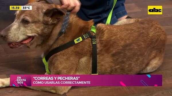 “Correas y pecheras”: cómo usarlas correctamente - Ensiestados - ABC Color