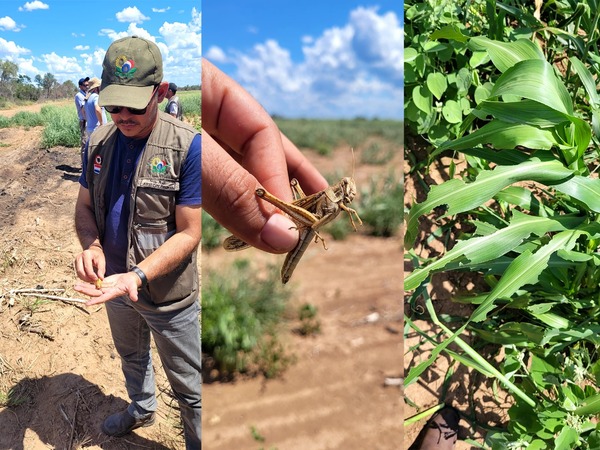 Declaran emergencia fitosanitaria en el Chaco por presencia de langostas - ADN Digital