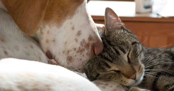 La Nación / Los increíbles beneficios de tener gatos o perros para la salud mental