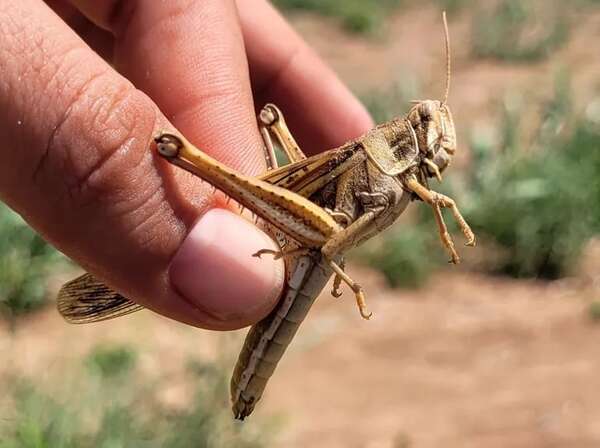 Emergencia fitosanitaria ante ataques puntuales de langostas en el Chaco - Nacionales - ABC Color