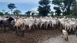 Abigeos tomaron de rehenes a trabajadores de estancia en San Pedro del Ycuamandyyú