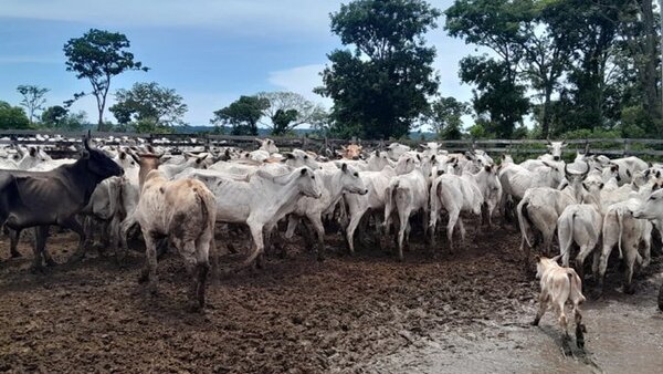 Abigeos tomaron de rehenes a trabajadores de estancia en San Pedro del Ycuamandyyú