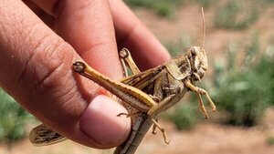 Senave declara emergencia fitosanitaria en el Chaco por alta presencia de langostas