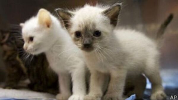 Video: Al menos 30 gatos son arrojados en bolsas al costado de la cárcel de Pedro Juan Caballero