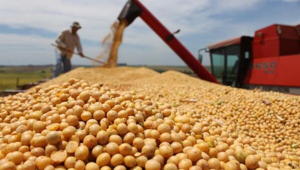Vamos al grano: Paraguay inicia el 2024 con un aumento del 92% en el procesamiento de soja