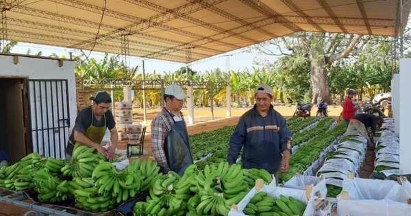 La Nación / Hoy exportarán 28 t de banana a Chile