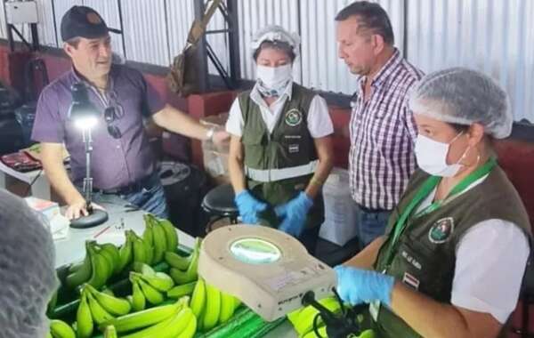 En 15 días banana viajará a Chile - Economía - ABC Color