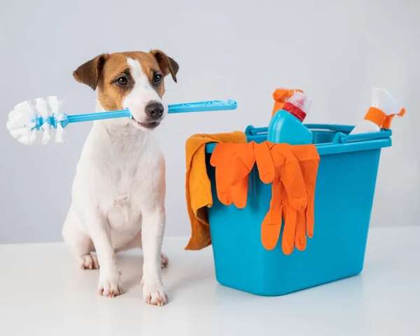 Cómo mantener tu casa limpia cuando tenés mascotas - Mascotas - ABC Color