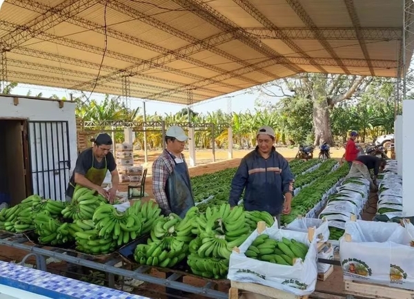 Banana paraguaya será exportada a Chile desde hoy