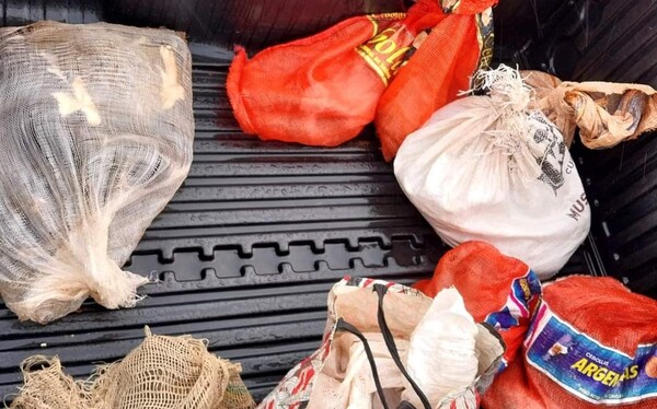 Gatos tirados en bolsas fueron hallados en zona de la Penitenciaría Regional de Pedro Juan  - Oasis FM 94.3