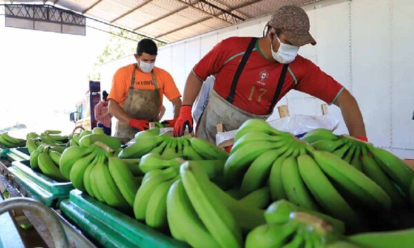 Paraguay concreta su primer envío de banana al mercado chileno – Prensa 5