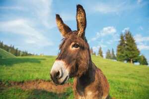 Salvados 57 burros gracias a un suscripción popular que recaudó 56.000 euros en Italia - Mundo - ABC Color