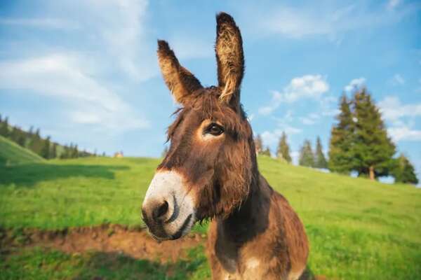 Salvados 57 burros gracias a un suscripción popular que recaudó 56.000 euros en Italia - Mundo - ABC Color