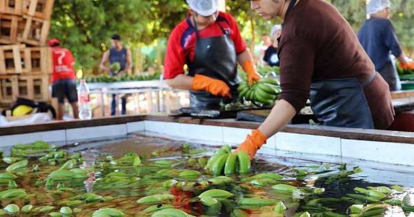 Diario HOY | Postergan por 15 días primer envío de banana a Chile