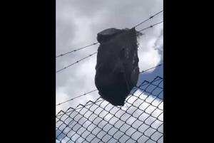 [VIDEO] "Eran mascostas en la cárcel": arrojan 30 gatos en bolsas al costado del penal de Pedro Juan