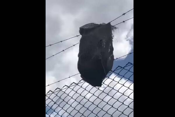 [VIDEO] "Eran mascostas en la cárcel": arrojan 30 gatos en bolsas al costado del penal de Pedro Juan