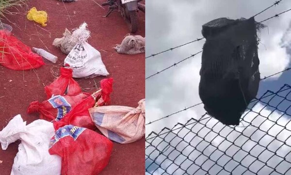 Terrible crueldad: tiraron bolsas con 30 gatos vivos – Prensa 5