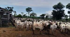 Diario HOY | Intentaron robar 300 vacas de una estancia, pero el transganado nunca llegó