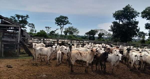 Diario HOY | Intentaron robar 300 vacas de una estancia, pero el transganado nunca llegó