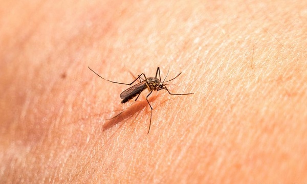 Personas más propensas a ser picadas por el mosquito | Telefuturo