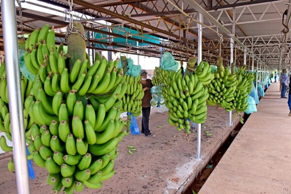 Exportación de banana paraguaya a Chile está en "modo de espera" - Portal Digital Cáritas Universidad Católica