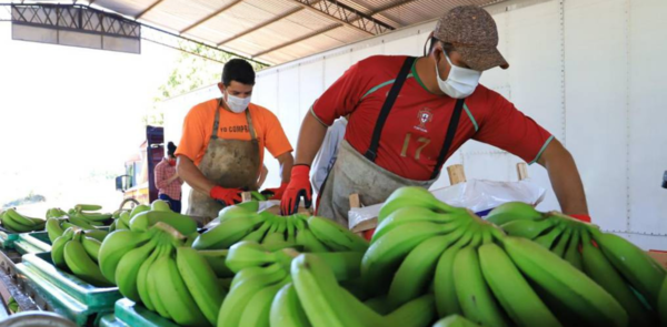 Paraguay realiza su primer env铆o de banana al mercado chileno - Revista PLUS