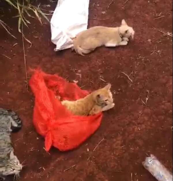 Video: arrojaron en bolsas a 30 gatos en zona de la cárcel de PJC - Policiales - ABC Color