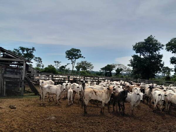¡Qué bolu...! Cuatreros quisieron robar 300 vacas, pero se olvidaron del camión para el traslado