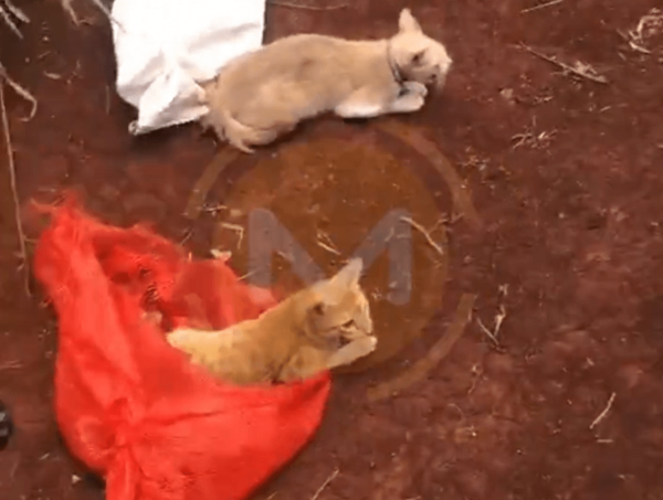 Hallan arrojados 30 gatos en 10 bolsas detrás de cárcel de Pedro Juan Caballero · Radio Monumental 1080 AM