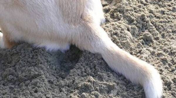 Pidió socorro para ayudar a perrito que querían quemar vivo