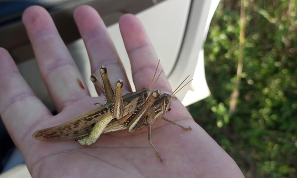 Emergencia fitosanitaria en el Chaco: aparición de langostas regularmente se da en verano - Megacadena - Diario Digital