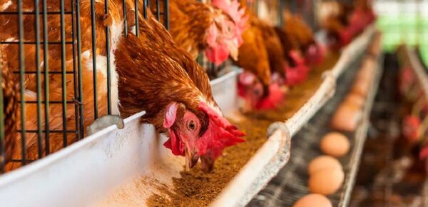 Factores climáticos y aumento de la demanda influyeron para el aumento de precios de huevos - La Tribuna
