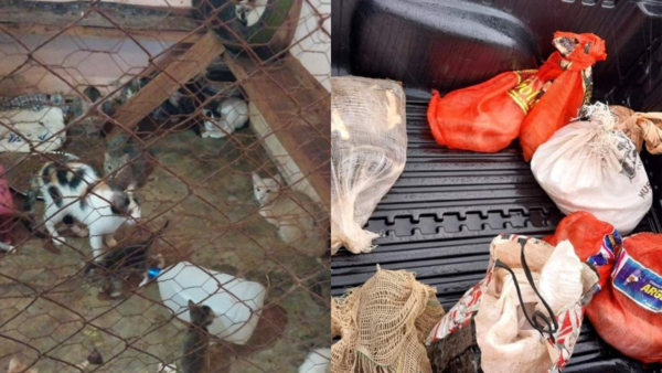 Gatos arrojados en bolsas en Pedro J. Caballero fueron rescatados - Unicanal
