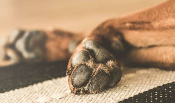 ¡Crueldad animal! Una mujer pide socorro en redes porque iban a quemar a un perrito, al final lo ahorcaron