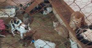 La Nación / PJC: gatos arrojados en bolsas fueron rescatados, asistidos y están en un refugio