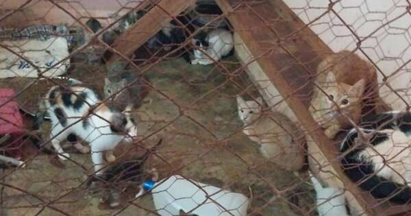 La Nación / PJC: gatos arrojados en bolsas fueron rescatados, asistidos y están en un refugio
