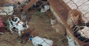 Diario HOY | PJC: gatos tirados en bolsas ya se encuentran en un refugio