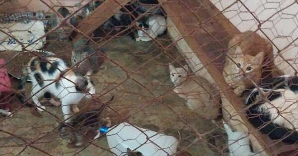 Diario HOY | PJC: gatos tirados en bolsas ya se encuentran en un refugio