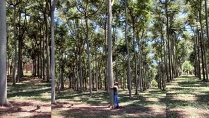Vivero autosustentable: Shopping Plantar en Santa Rosa del Aguaray inculca el cultivo a domicilio
