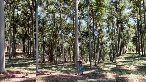 Vivero autosustentable: Shopping Plantar en Santa Rosa del Aguaray inculca el cultivo a domicilio
