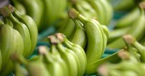 La Nación / Posponen la exportación de banana a Chile